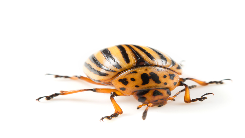 Tips for Hiring Exterminators in Pasadena